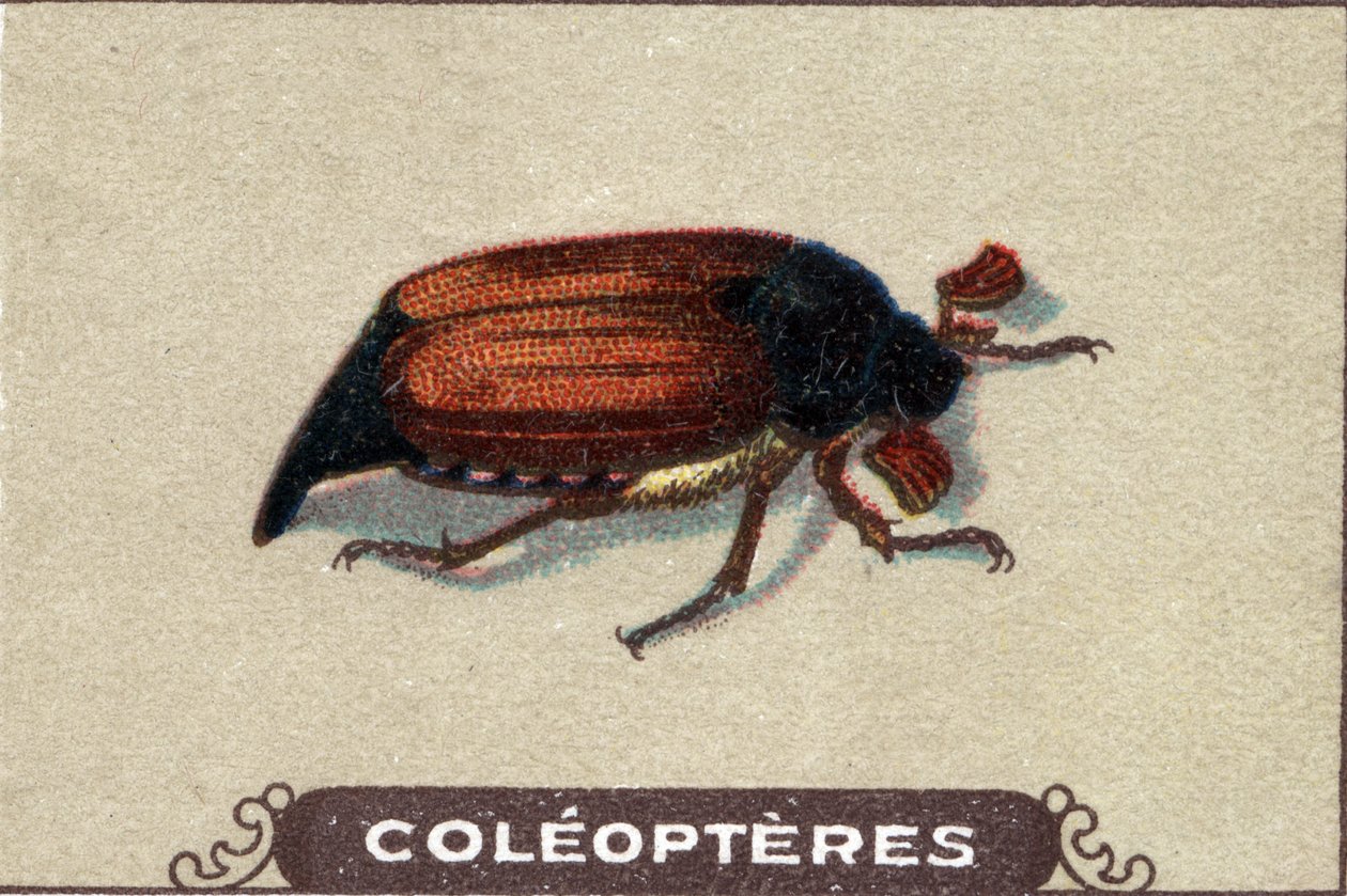 Entomologi: representasjon av en leirhus, insektserie, begynnelsen av 1900-tallet (kromo) av Unknown Artist