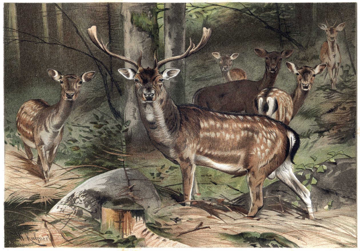 Europeisk semsket skinn - Dåhjorten (Dama dama) - gravering fra "" Brehm's Life of Animals"" av Alfred Edmund Brehm (1829-1884) av Unknown artist