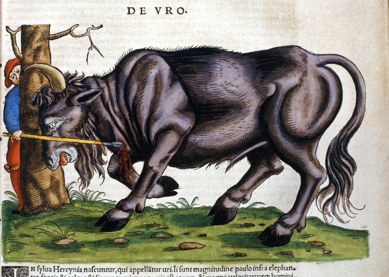 Europeisk bison (Bos primigenius) hvis rase døde på 1600-tallet i "History of Animals" av Konrad Gesner av Unknown artist