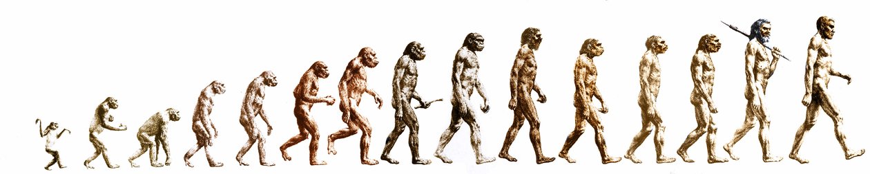 Evolusjon: Sammenligning av morfologier fra apen til det nåværende mennesket (ulike hominider). Sluttgravering av 1800-tallet. av Unknown artist