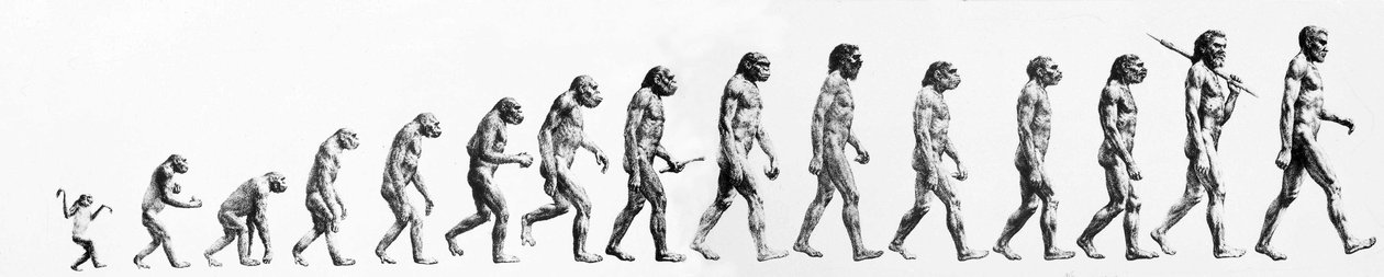 Evolusjon: Sammenligninger av morfologier fra apen til det nåværende mennesket (ulike hominider). Sluttgravering av 1800-tallet. av Unknown artist