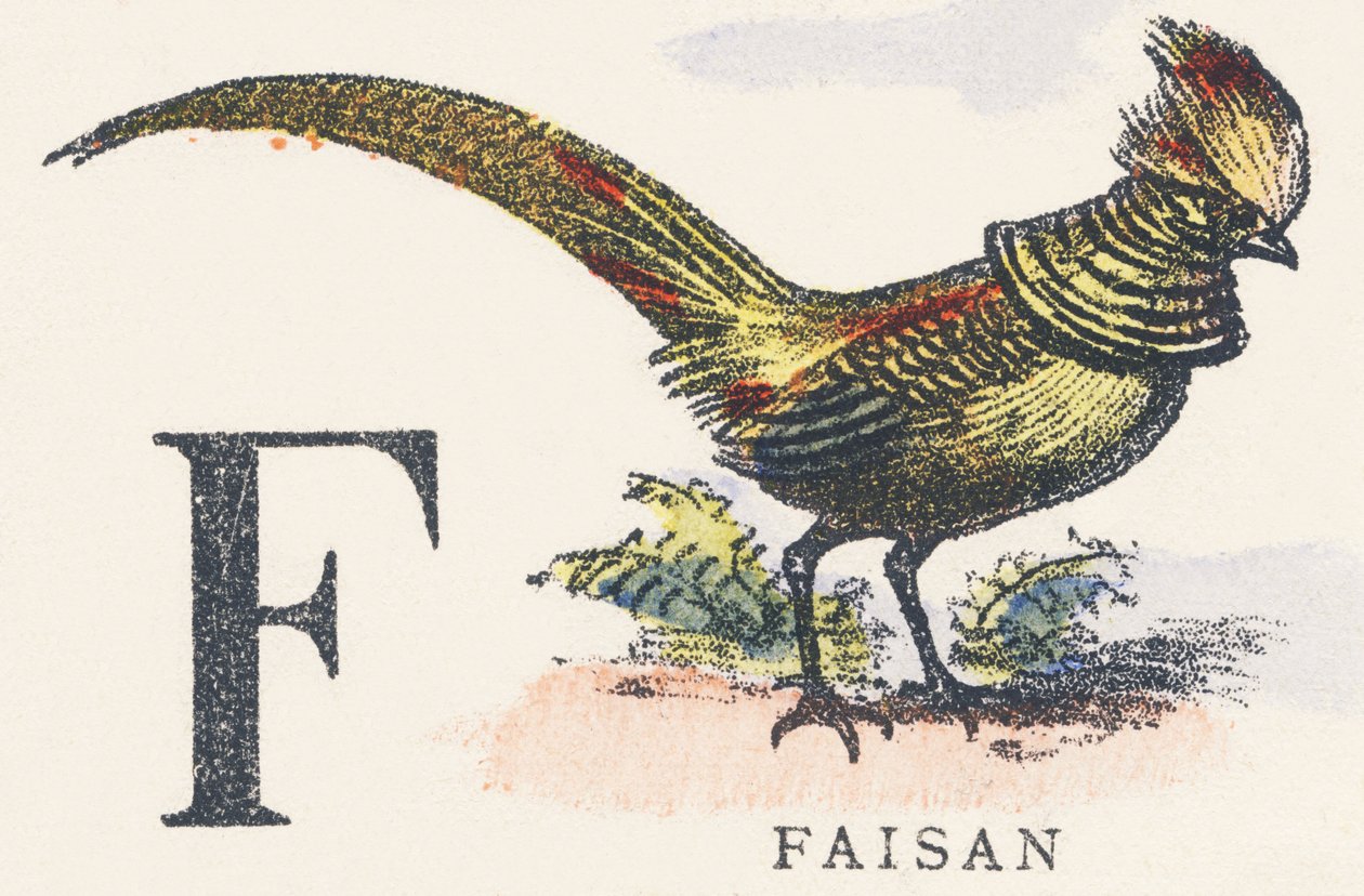 F: fasan av Unknown artist