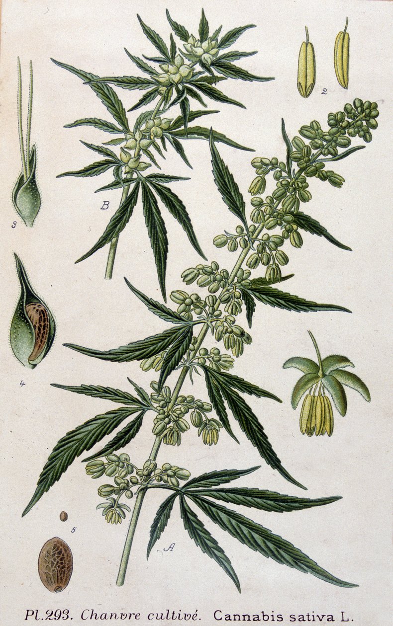 Kvinne cannabisplante. 1800-talls gravering av Unknown artist