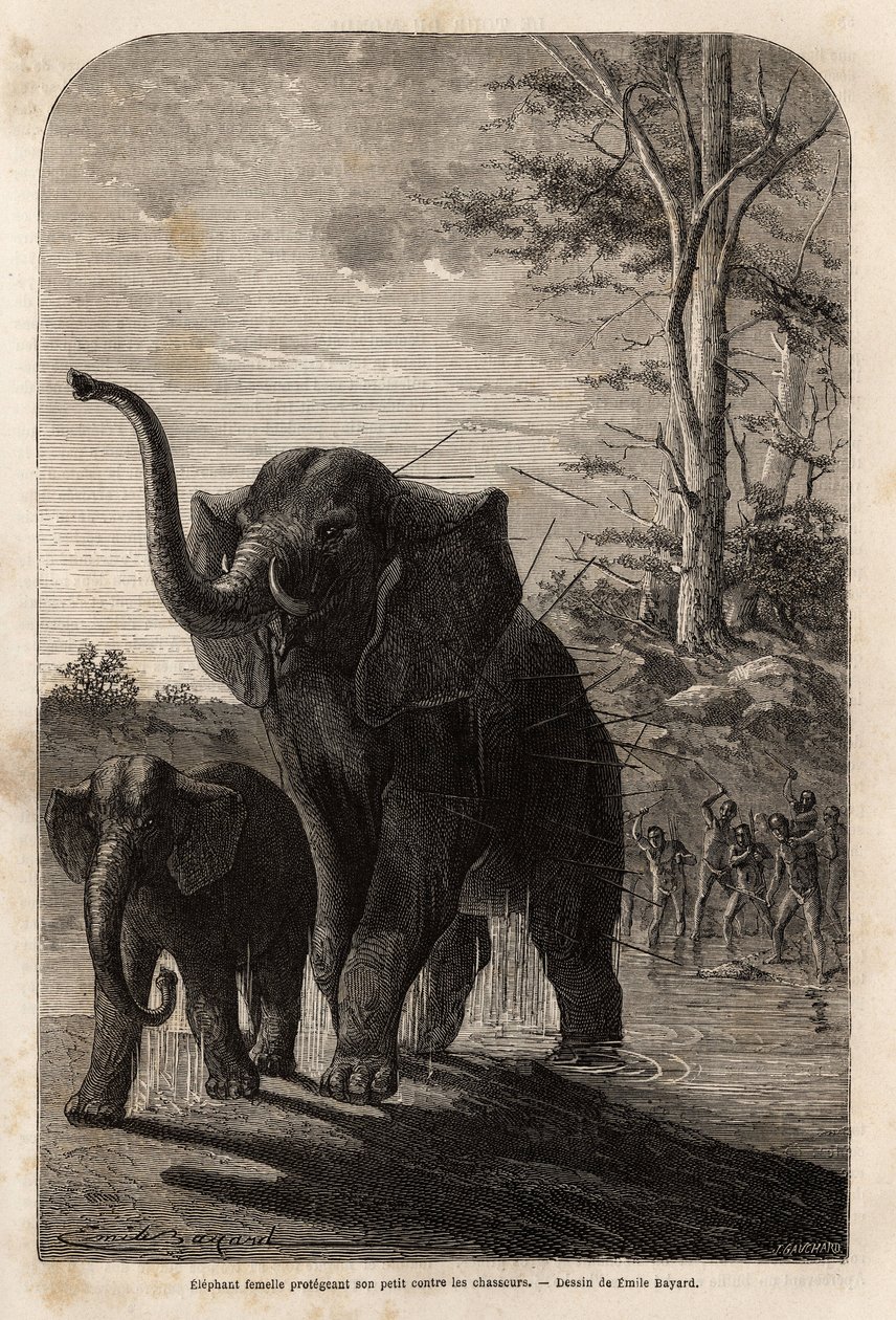 Kvinnelig elefant beskytter ungene sine mot Javeline-jegere fra Zambese. Gravering for å illustrere Dr. Livingstones første reiser til Sør-Afrika fra 1840 til 1856, i «Le tour du monde, nouveau journal des voyages»» publisert under ledelse av Edouar av Unknown artist