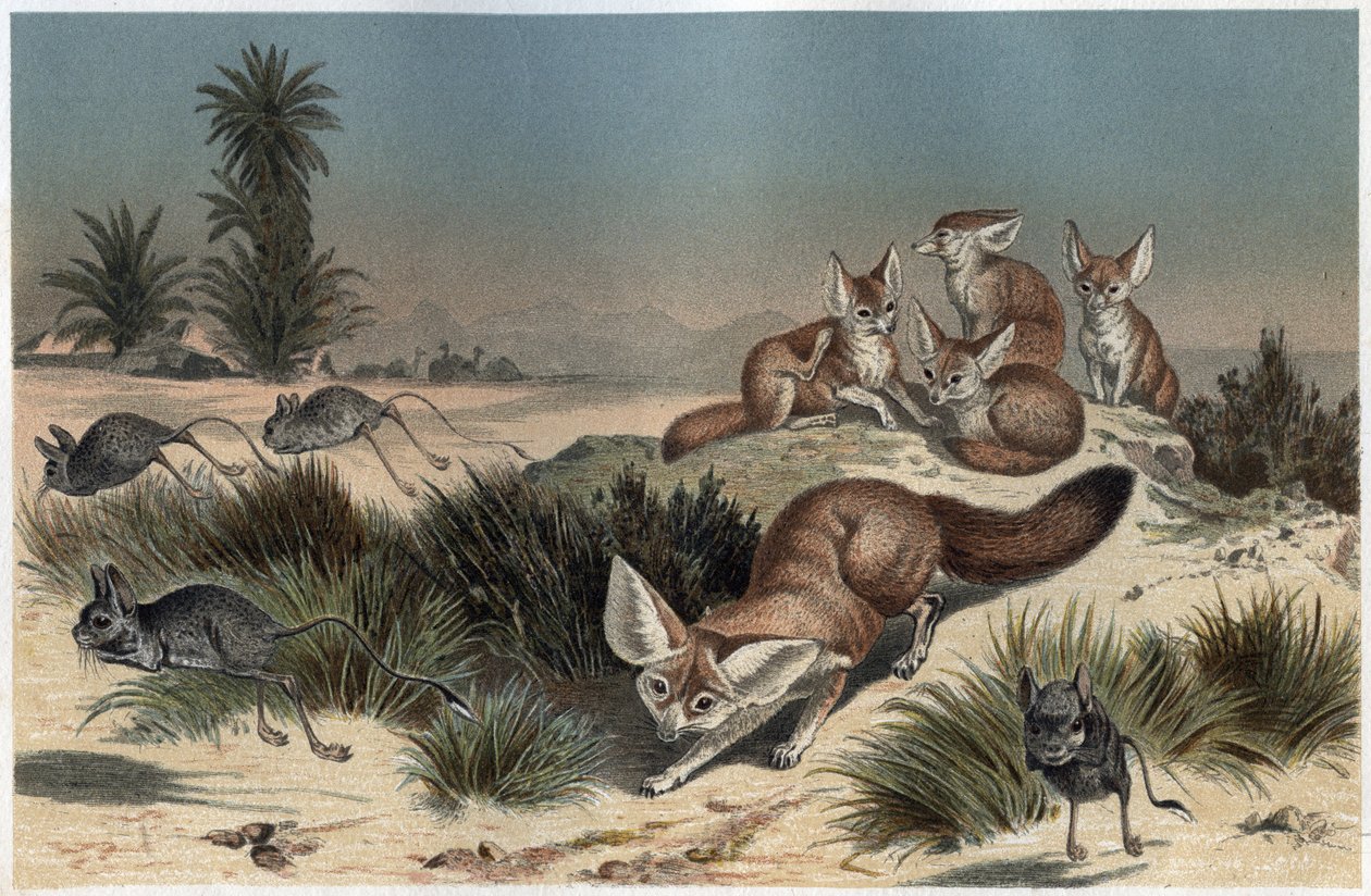 Fennec ou fox des sable du Sahara - ørkenrev (Vulpes zerda) - gravering fra "" Brehm's Life of Animals"" av Alfred Edmund Brehm (1829-1884) av Unknown artist