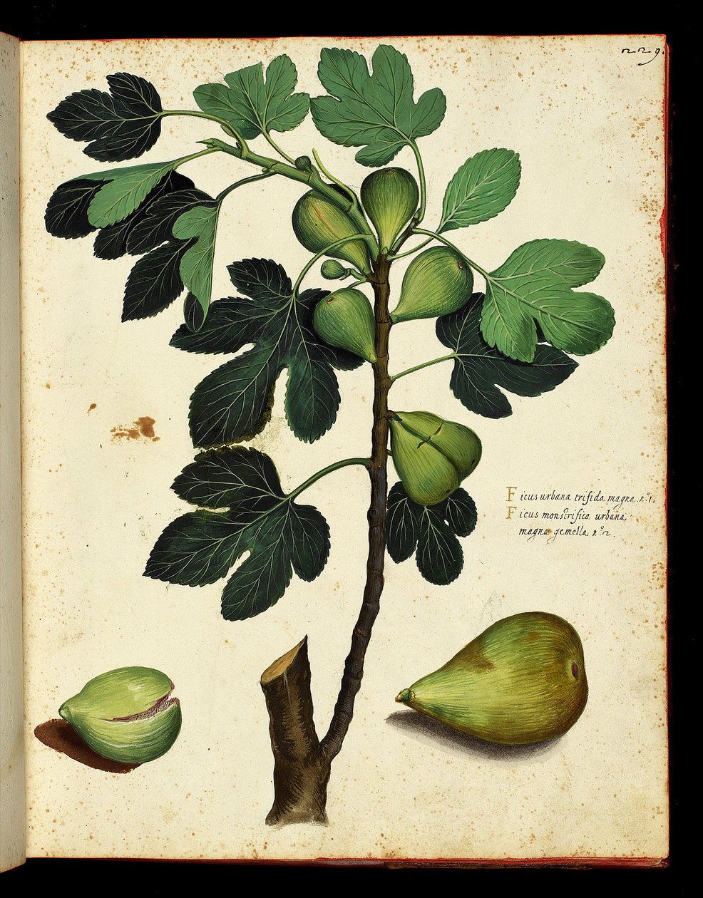 Fiken og fikengren Botanisk tavle hentet fra en naturhistorievandring på frukt og grønnsaker. Ulisse Aldrovandi fonds, Bibl. Universitaire, red. 1603. av Unknown artist