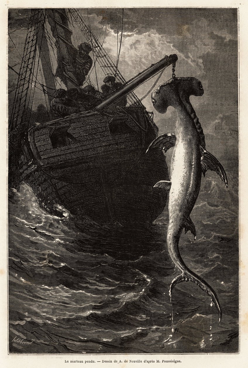 Fiske en hammersval, 7 meter lang, i vannet nær Anastasia Island. Gravering for å illustrere historien fire måneder i Florida, av Achille Pousselgue i 1851-1852, publisert i "" Le tour du monde"" 1870-1871, redigert av Edouard Charton, Hachette rediger av Unknown artist