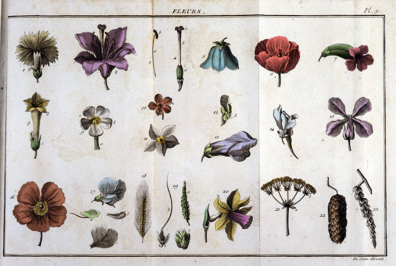 Blomster: i "" Flora Françoise, eller en kort beskrivelse av alle plantene som vokser naturlig i Frankrike, arrangert i henhold til en ny analysemetode som vi legger ved sitatet om deres minst tvetydige dyder innen medisin og deres nytte i av Unknown artist