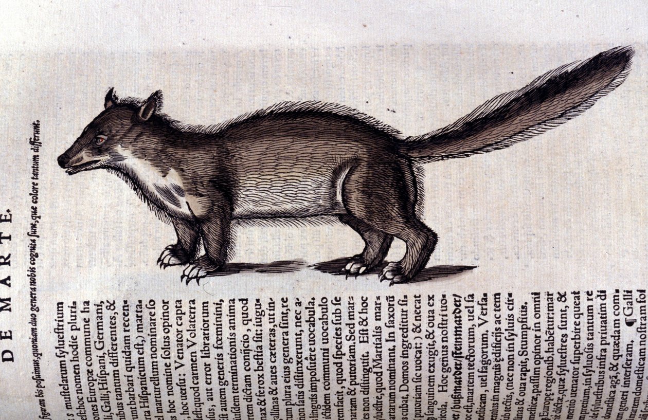 Pelsdyr - i dyrenes historie av Conrad Gesner (1516 - 1565), Tiguri av Unknown artist
