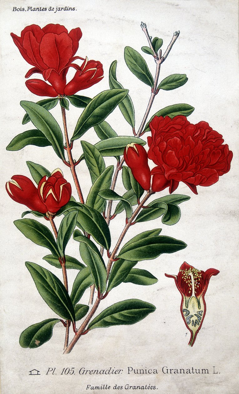 Hageplanter: granatepleblomster (familien Granatées). av Unknown artist