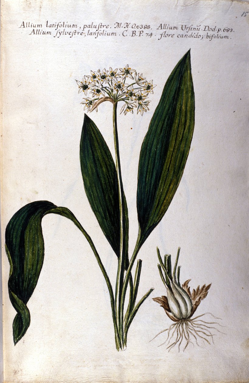 Hvitløk. Herbarium fra 1800-tallet. av Unknown artist