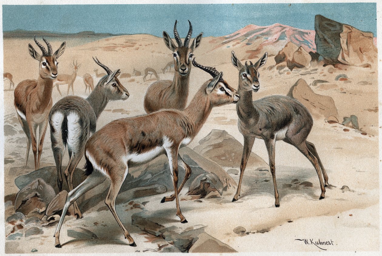 Gaselle - gravering fra "" Brehms dyreliv"" av Alfred Edmund Brehm (1829-1884) av Unknown artist