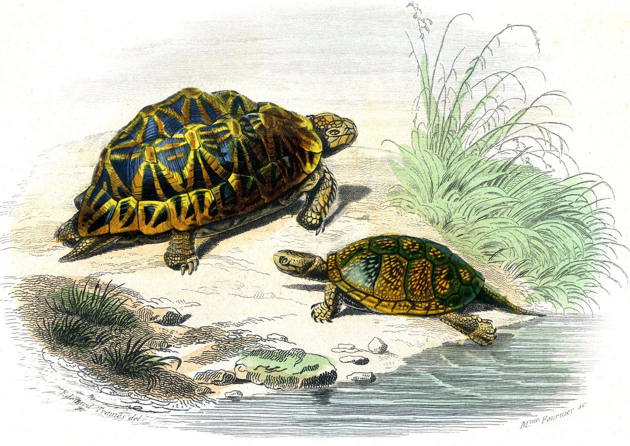 Geometrisk skilpadde (Testudo geometrica) og gul skilpadde av Unknown artist