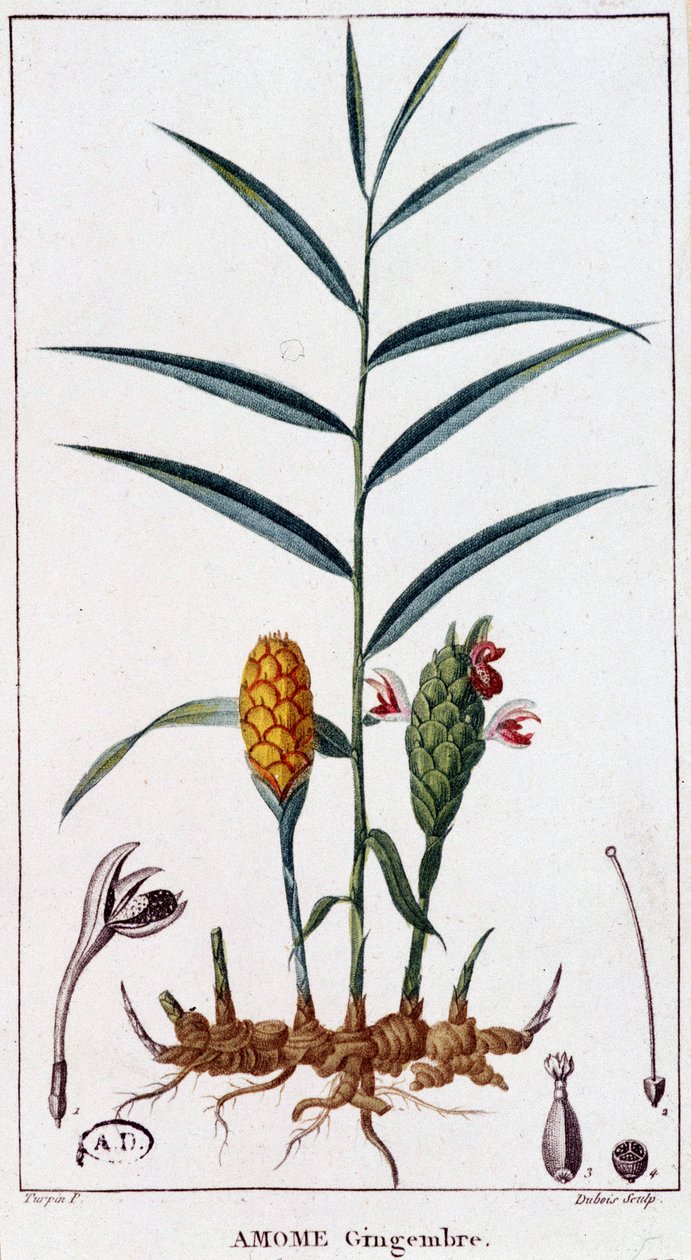 Ingefær (Amome) - botanisk bord av Unknown artist