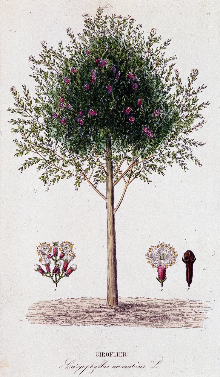 Girofus (Caryophyllus aromaticus) av Unknown artist