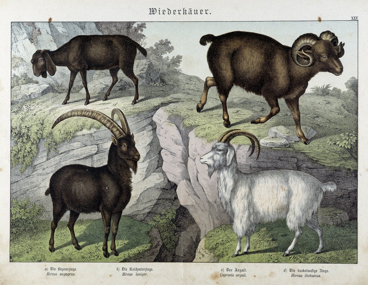 Geit - i "Natural History of Pattedyr", red. Schreiber av Unknown artist
