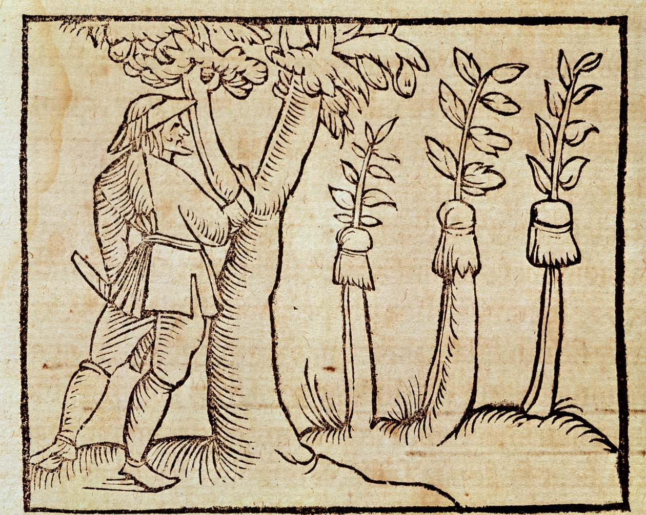 Poding av trærne, illustrasjon fra De Agricoltura Vulgare, av Pier Crescenzio (1233-1320), utgave utgitt i Venezia av Unknown artist