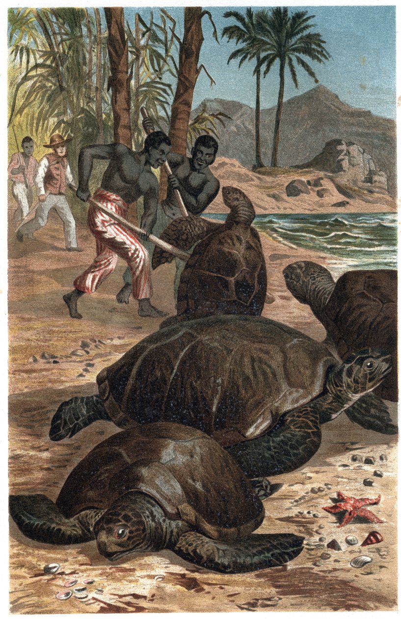 Green turtle or Atlantic turtle - The green sea turtle (Chelonia mydas) - engraving from “” Brehm