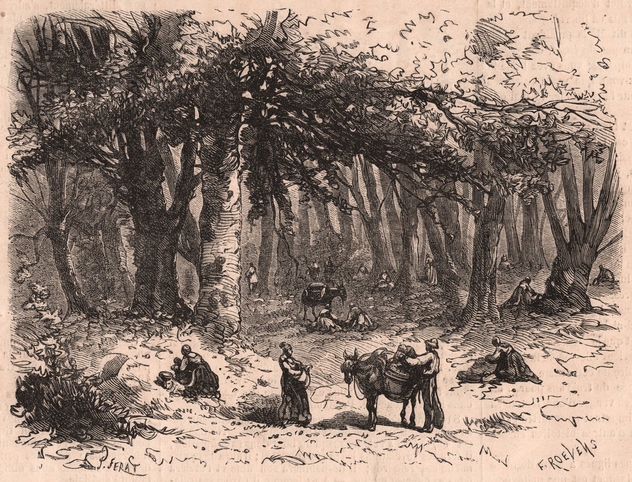 Gruppe mennesker som plukker sopp i skogen i Fontainebleau av Unknown
