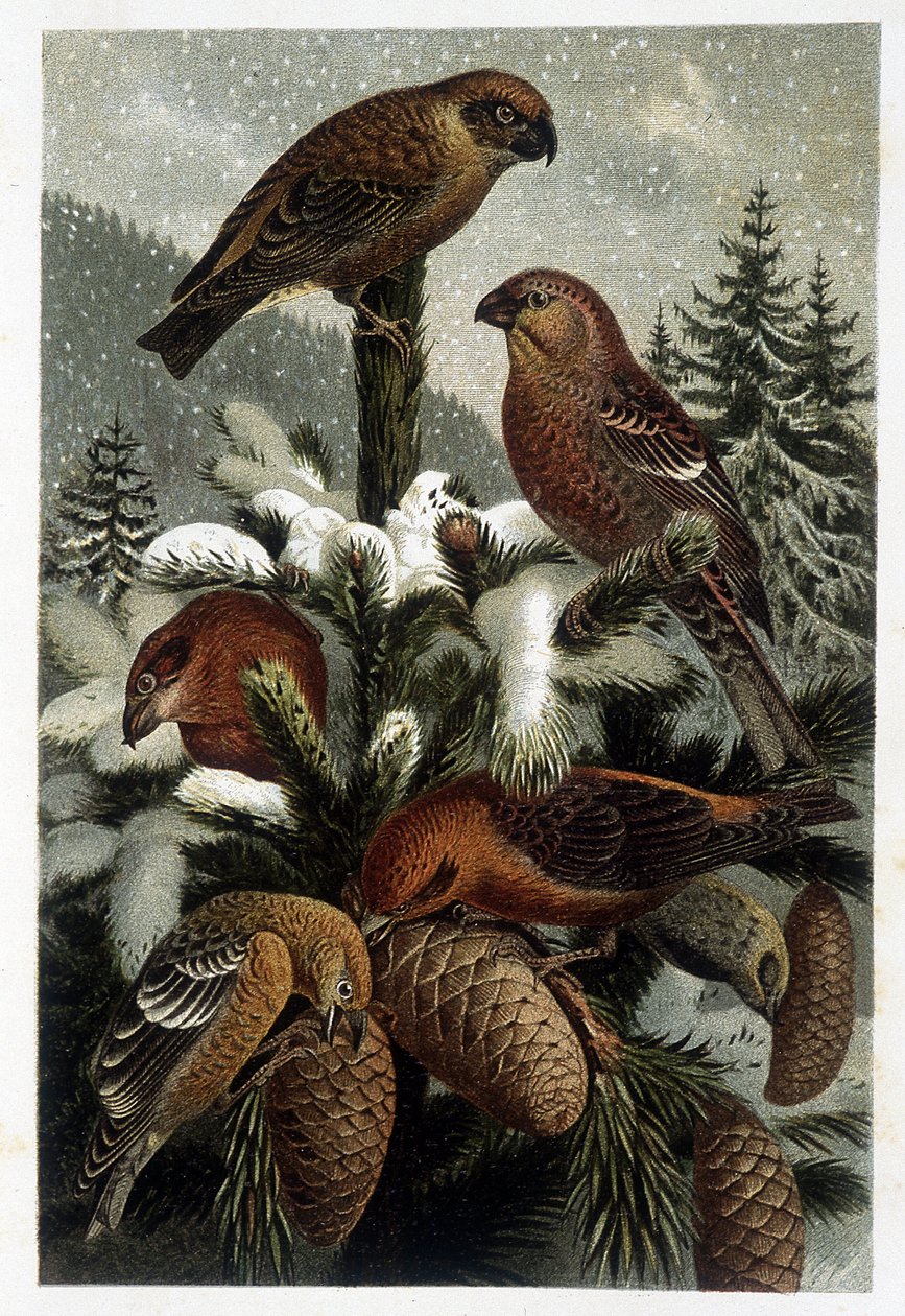 Bullfinch of the furuskoger og cruise (Bouvreuils) - i "La vie des animaux" "av A. E. Brehm, Torino av Unknown artist