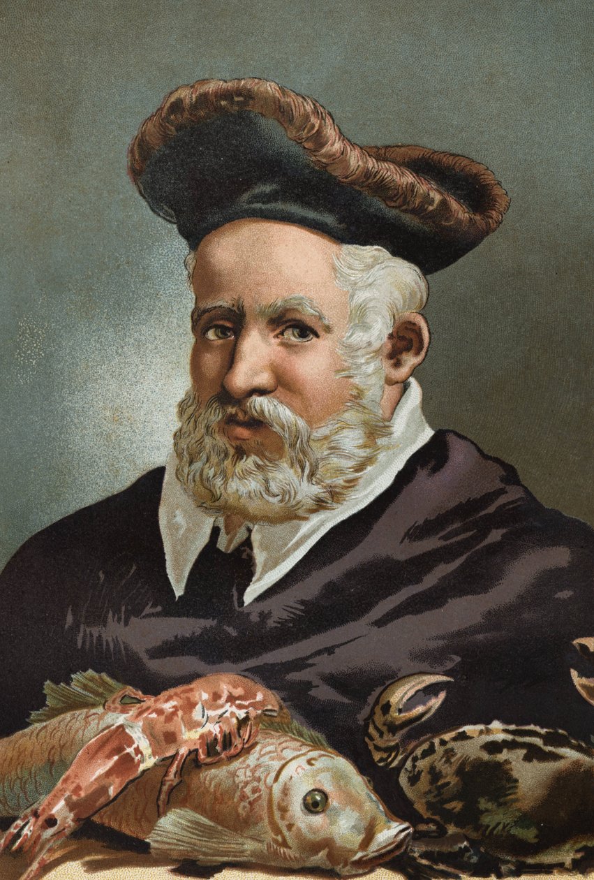 Guillaume Rondelet naturforsker og fransk medisin. 1507-1566.etter Science and its Men av Louis Figuier. Barcelona 1881 av Unknown artist