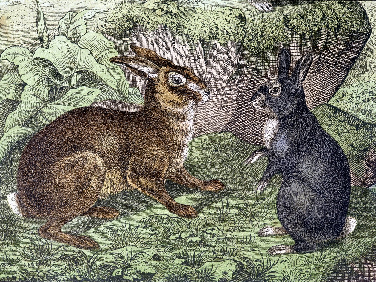 Hare and Rabbit - i "Natural History of Pattedyr", red. Schreiber av Unknown artist