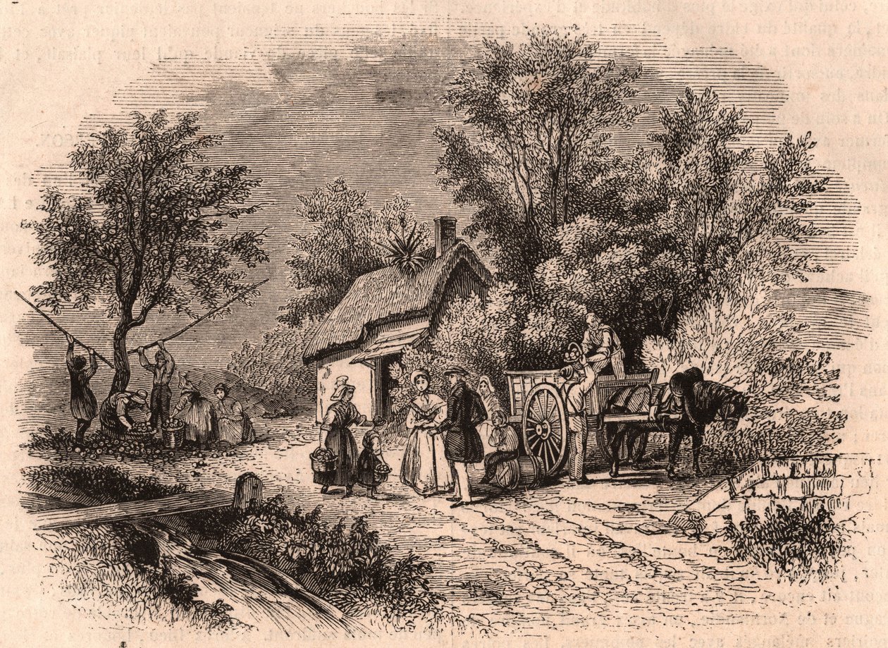 Høst av epler i Normandie, Frankrike av Unknown
