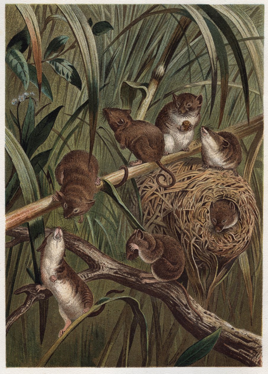 Høstrotte (eller dvergmus) - eurasisk høstmus (Micromys minutus) - gravering fra "" Brehm's Life of Animals"" av Alfred Edmund Brehm (1829-1884) av Unknown artist