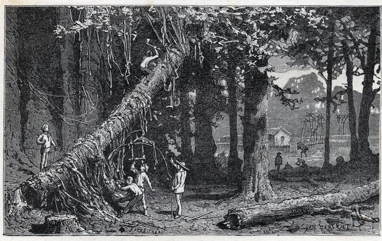 Høsting av cinchonabark - Quinquina (Cinchona officinalis) av Unknown artist