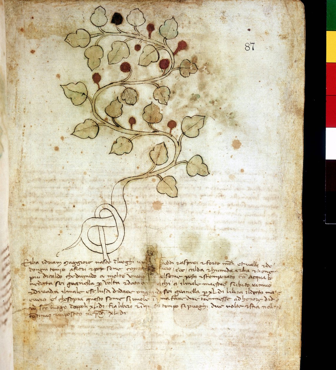 Urt "" Idriam Maggiore "" "eller gress" "i form av en enkel knute" "". Botanisk styre, Rimini kommunale bibliotek av Unknown artist