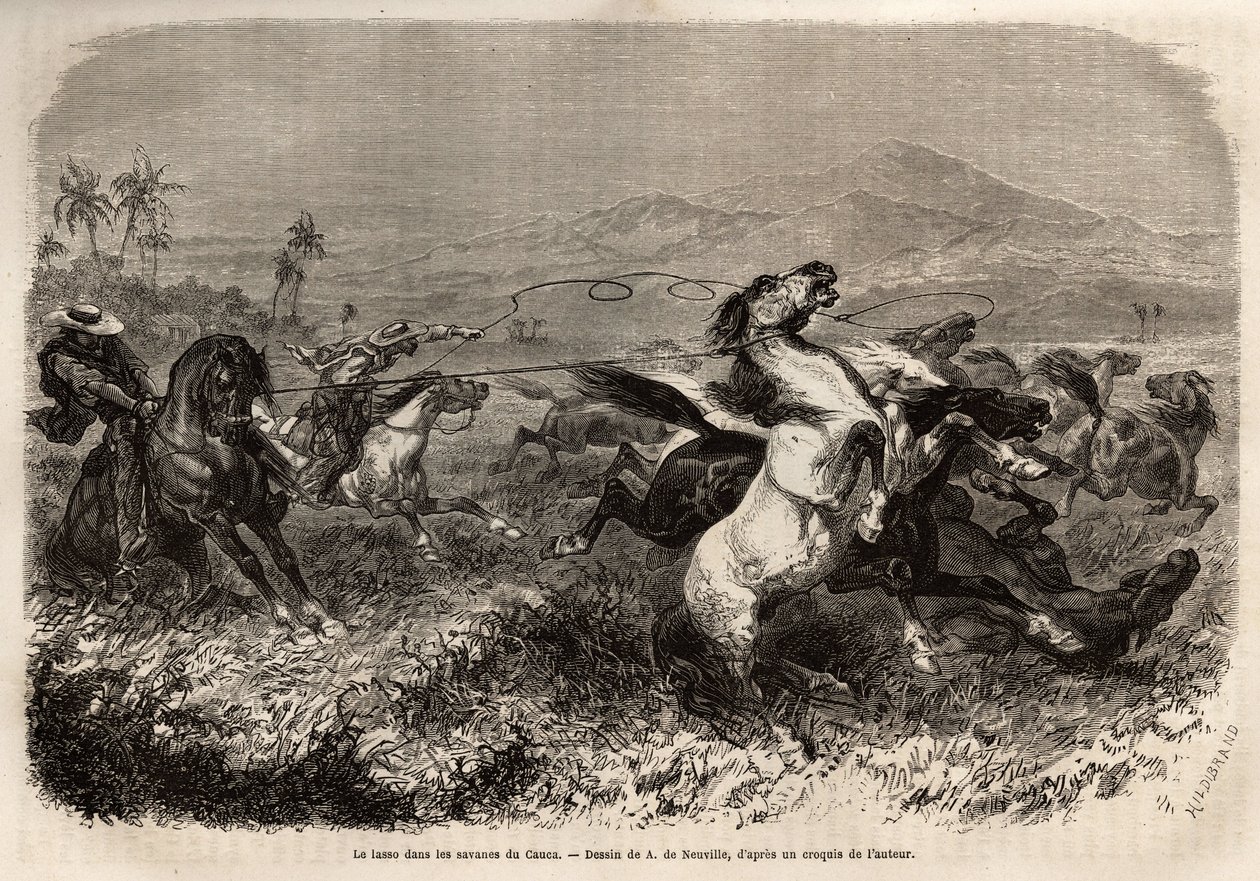 Flokker med muldyr og hester streifer rundt i frihet på slettene i Cauca (Colombia), oppdrettere grupperer seg for å fange beist med lasso (eller zoga, langt lærtau). Gravering for å illustrere reisen til New Granada, av Dr. Saffray, i 1869, publisert i "" av Unknown artist