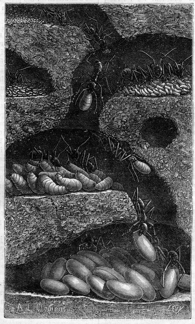 Housing eggs and larvae in an ant. Engraving in “” le journal de la Jeunesse “” of 1888. av Unknown artist