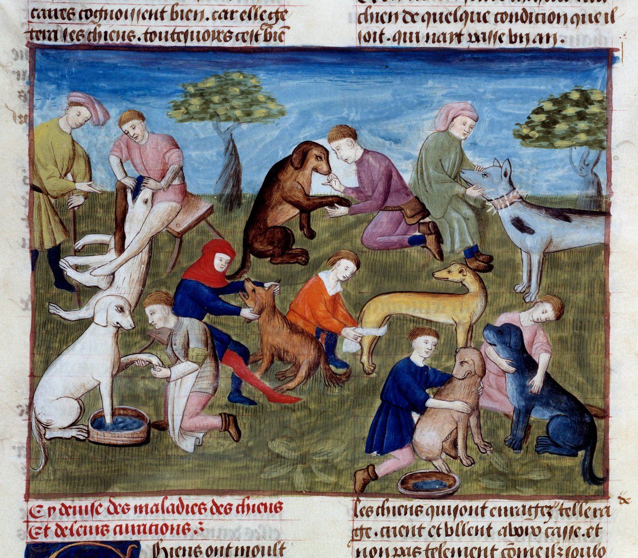 Hvordan kurere jakthunder for sykdommer og skader Miniatyr hentet fra "" The book of hunting""" av Gaston III Phoebus, greve av Foix, Lord of Bearn (1331-1391) av Unknown artist