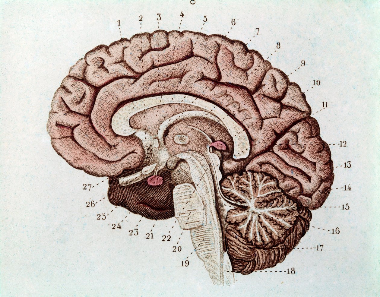 Menneskelig hjerneseksjon med cerebrale hemisfærer og lillehjernen (gravering av Unknown artist