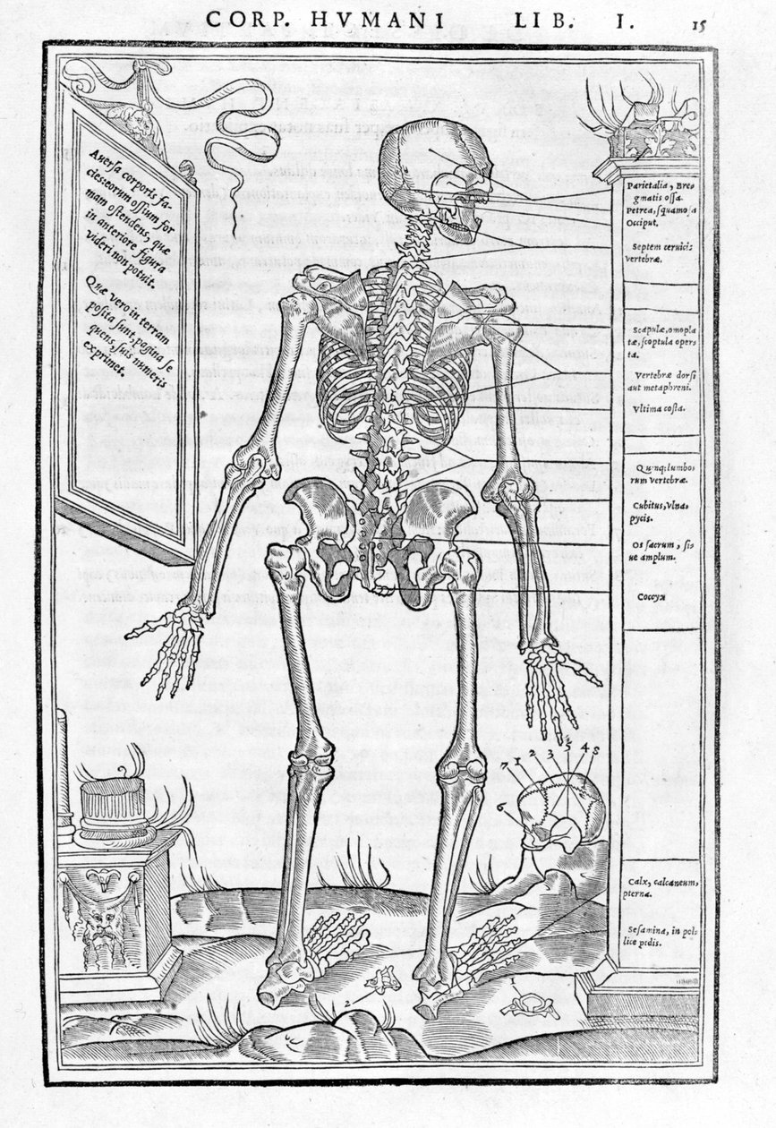 Menneskeskjelett, bakre del. Anatomisk plate av "" Disseksjon av de tre delene av menneskekroppen ..." av Carlo Stefano Riverio, Paris 1545 av Unknown artist