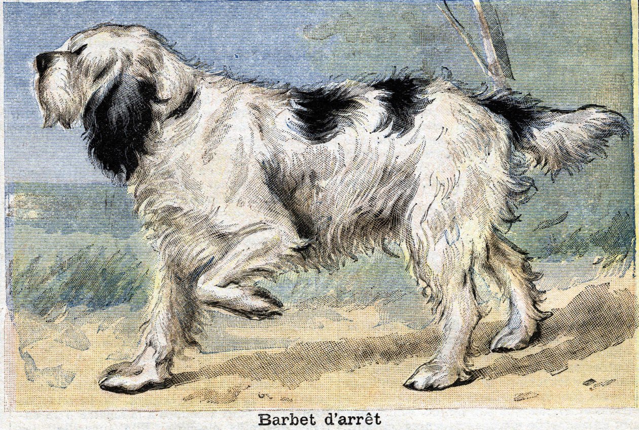 Jakthund: Stopp Barbet av Unknown artist