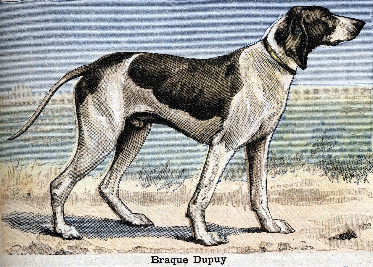 Hunting dog: Braque Dupuy av Unknown artist