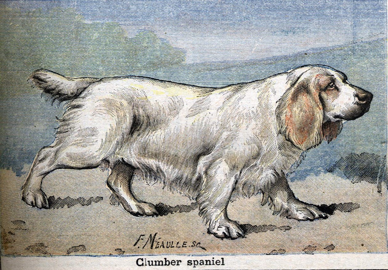 Jakthund: Clumber spaniel av Unknown artist