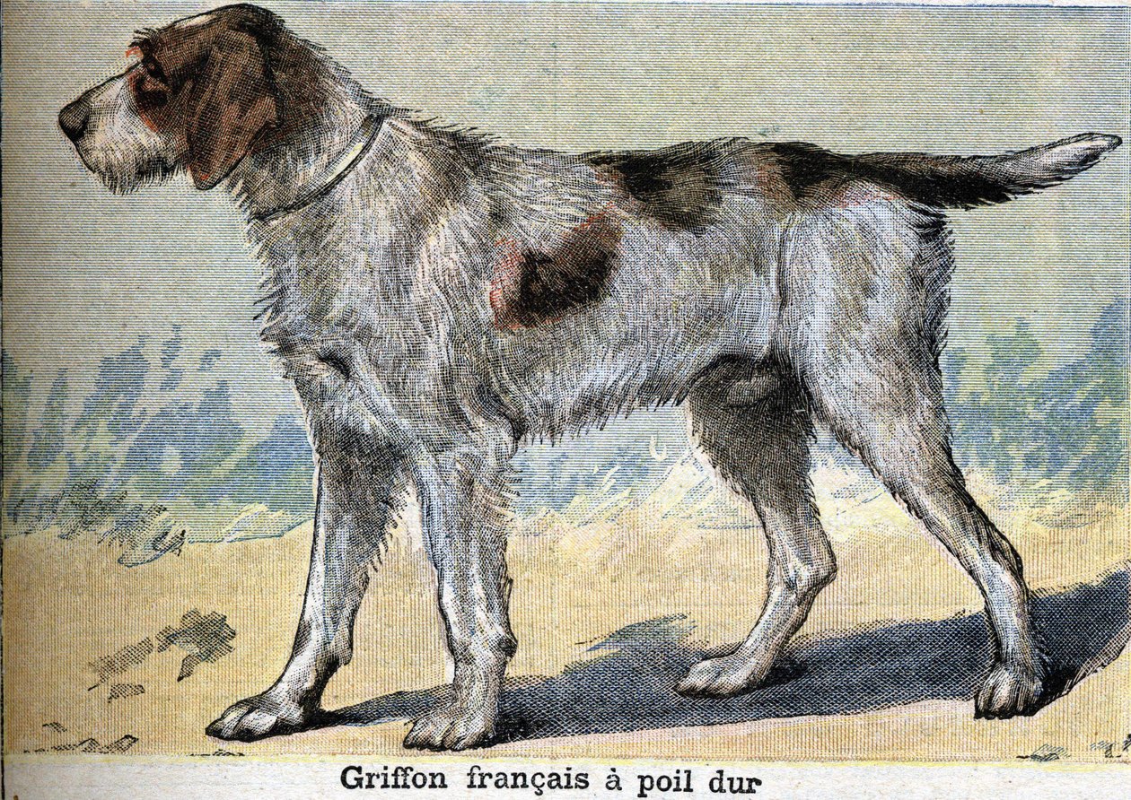 Hunting dog: Griffon francais hard-haired av Unknown artist