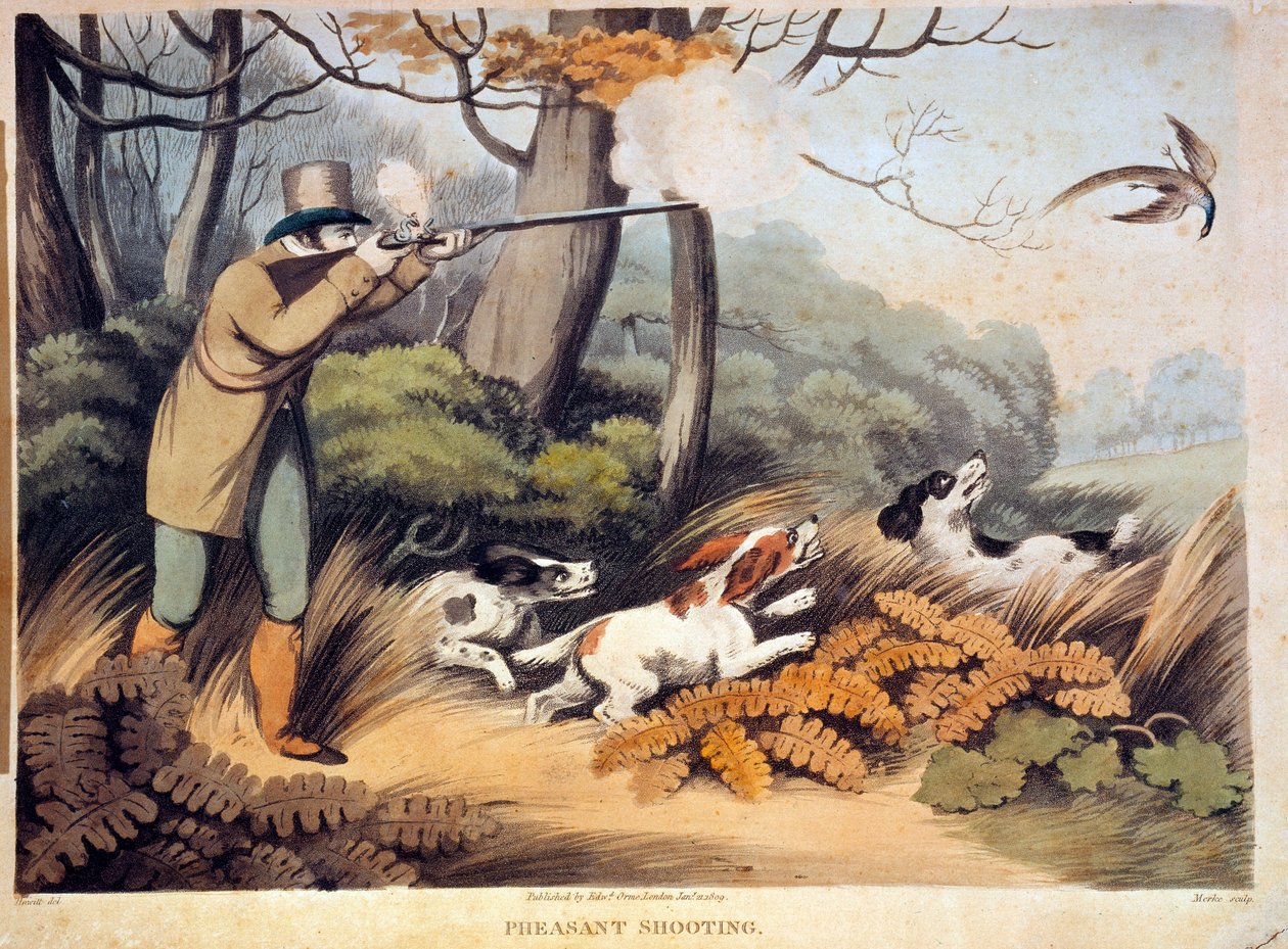 Jakt på fasaner i England. 1800-talls gravering. Gien, jaktmuseum av Unknown artist