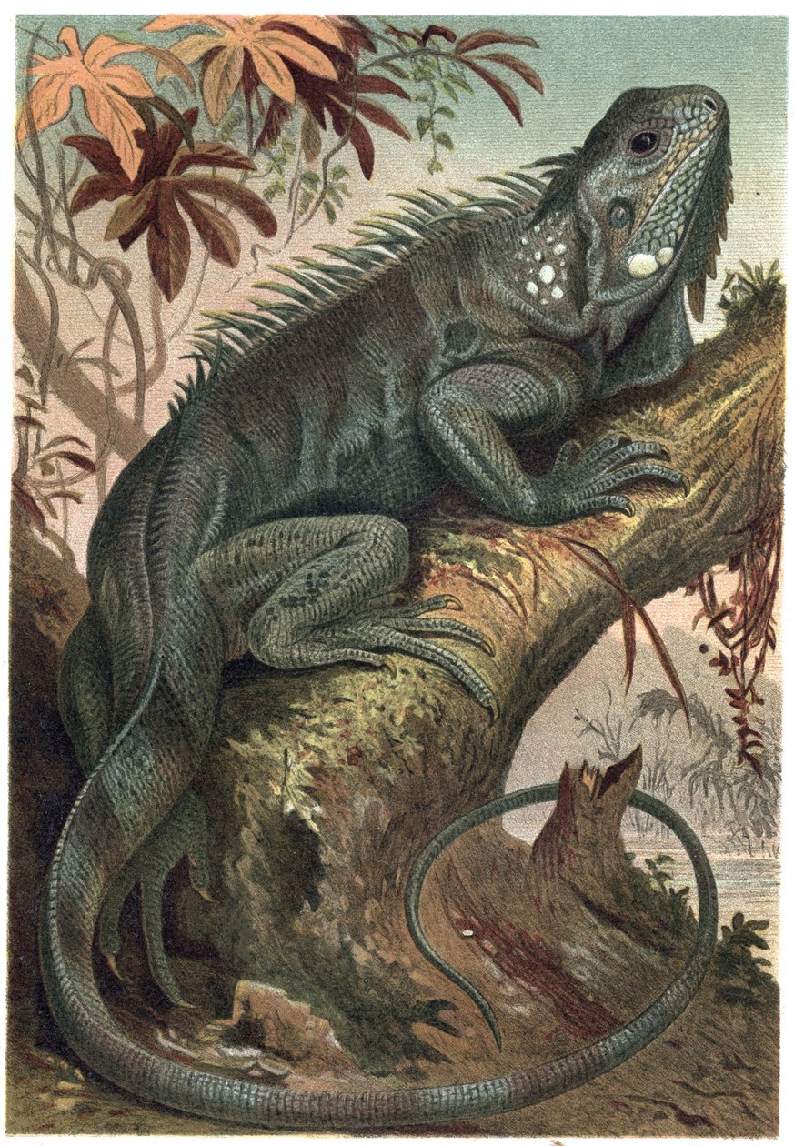 Iguana - Iguana (planteetende øgler) - gravering fra "" Brehm's Life of Animals"" av Alfred Edmund Brehm (1829-1884) av Unknown artist
