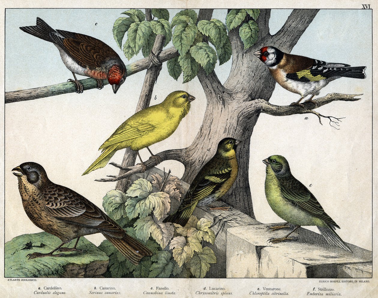 Illustrasjon til «Fuglenes naturhistorie», red. Hoepli, Milano av Unknown Artist