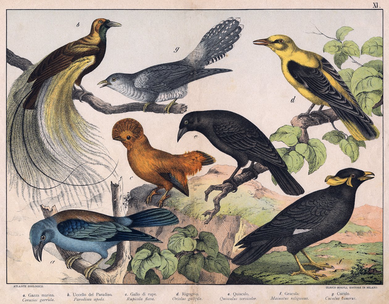 Illustrasjon til «Fuglenes naturhistorie», red. Hoepli, Milano av Unknown Artist