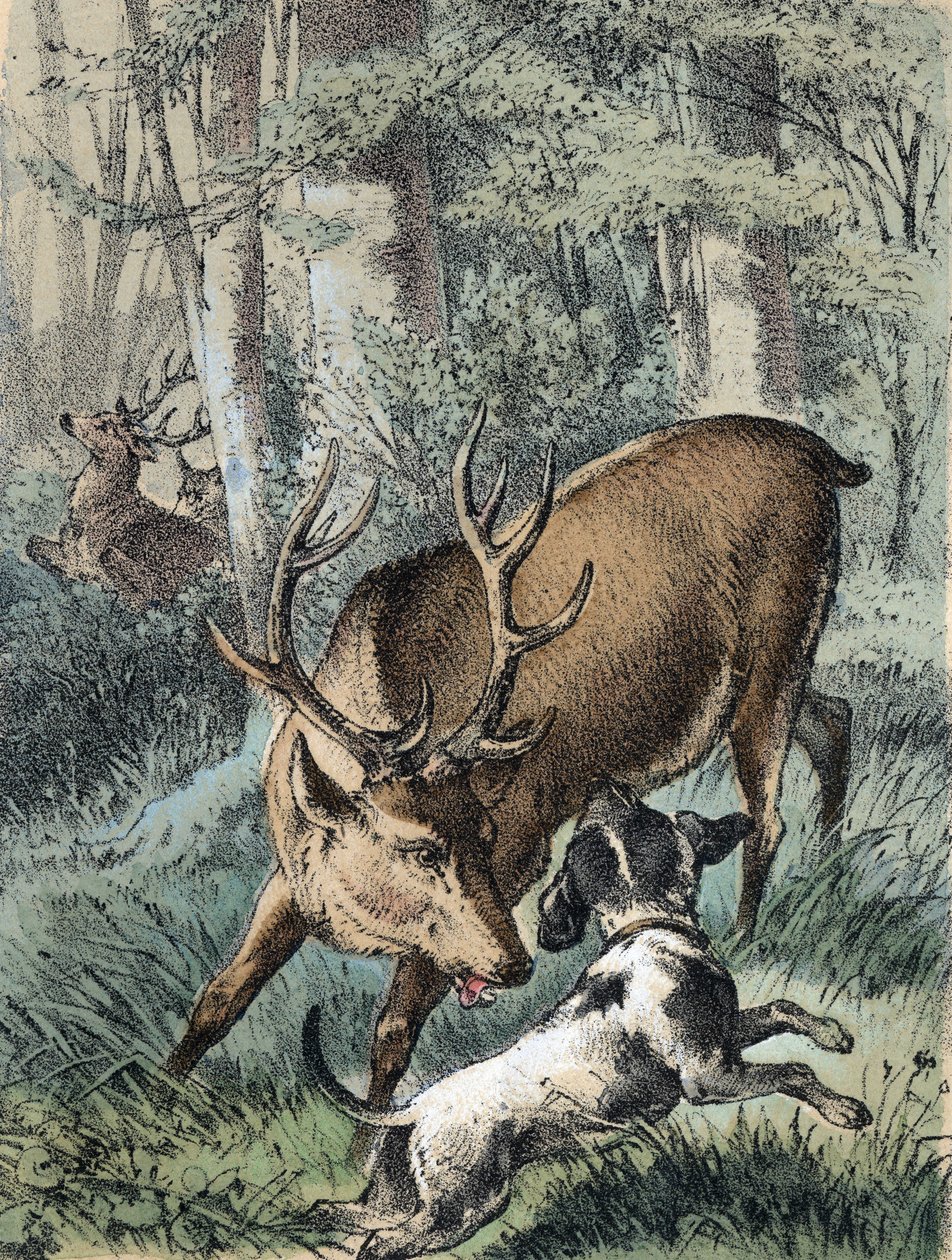 Illustrasjon av Franz Hoffmanns fortellinger "" Tales and Fables - "" De 2 hjortene"": en hjort løper bort og den andre slåss med en hund. Kromolitografi fra 1800-tallet. av Unknown artist