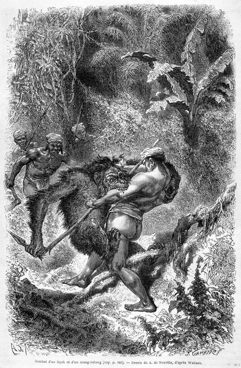 Illustrasjon publisert i 1862-utgaven av "Le Tour du monde" som viser en kamp mellom en dayak og en orang-outang (orang-utang, orang-outang, orang-utang) på øya Borneo. Gravering. av Unknown artist
