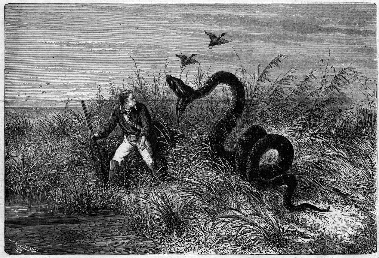Incident in the savannah of a duck hunt. Excerpt from “” Journey to French Guiana”” by Frederic Bouyer, captain of fregate. Engraving in “” L