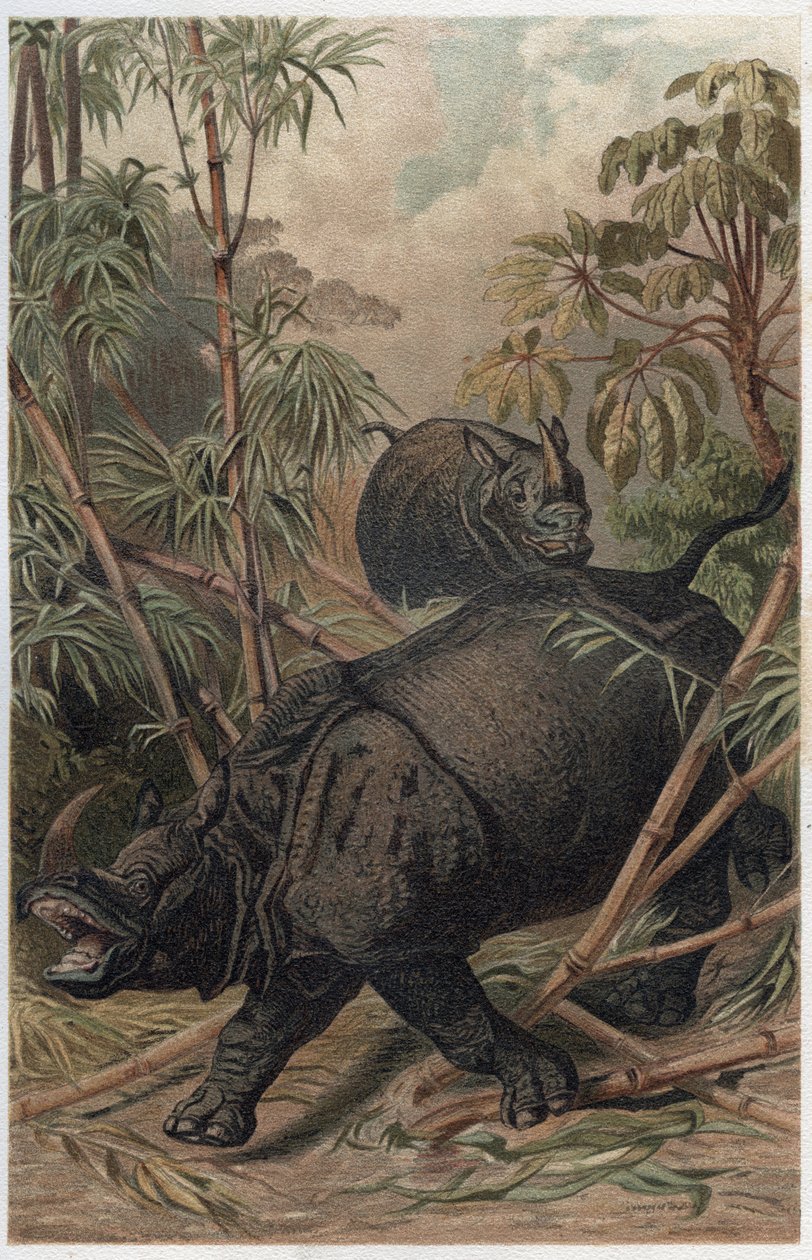 Indisk neshorn - Det indiske neshornet (Rhinoceros unicornis) - gravering fra "" Brehm