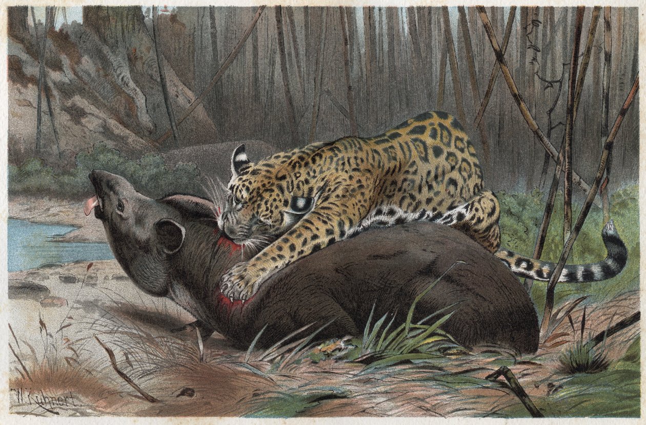 Jaguar (Panthera onca) - gravering fra "" Brehm