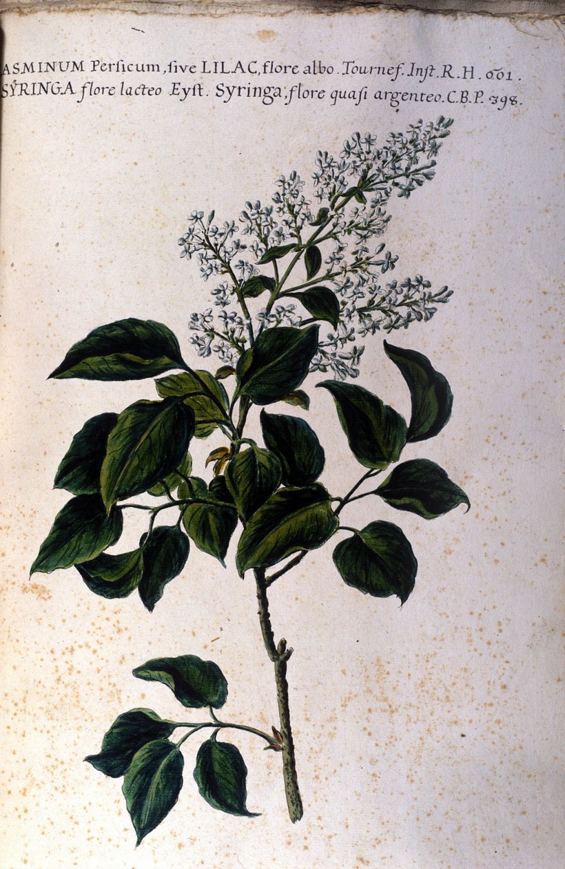 Jasmingren. Tallerken fra et herbarium fra 1600-tallet av Unknown artist