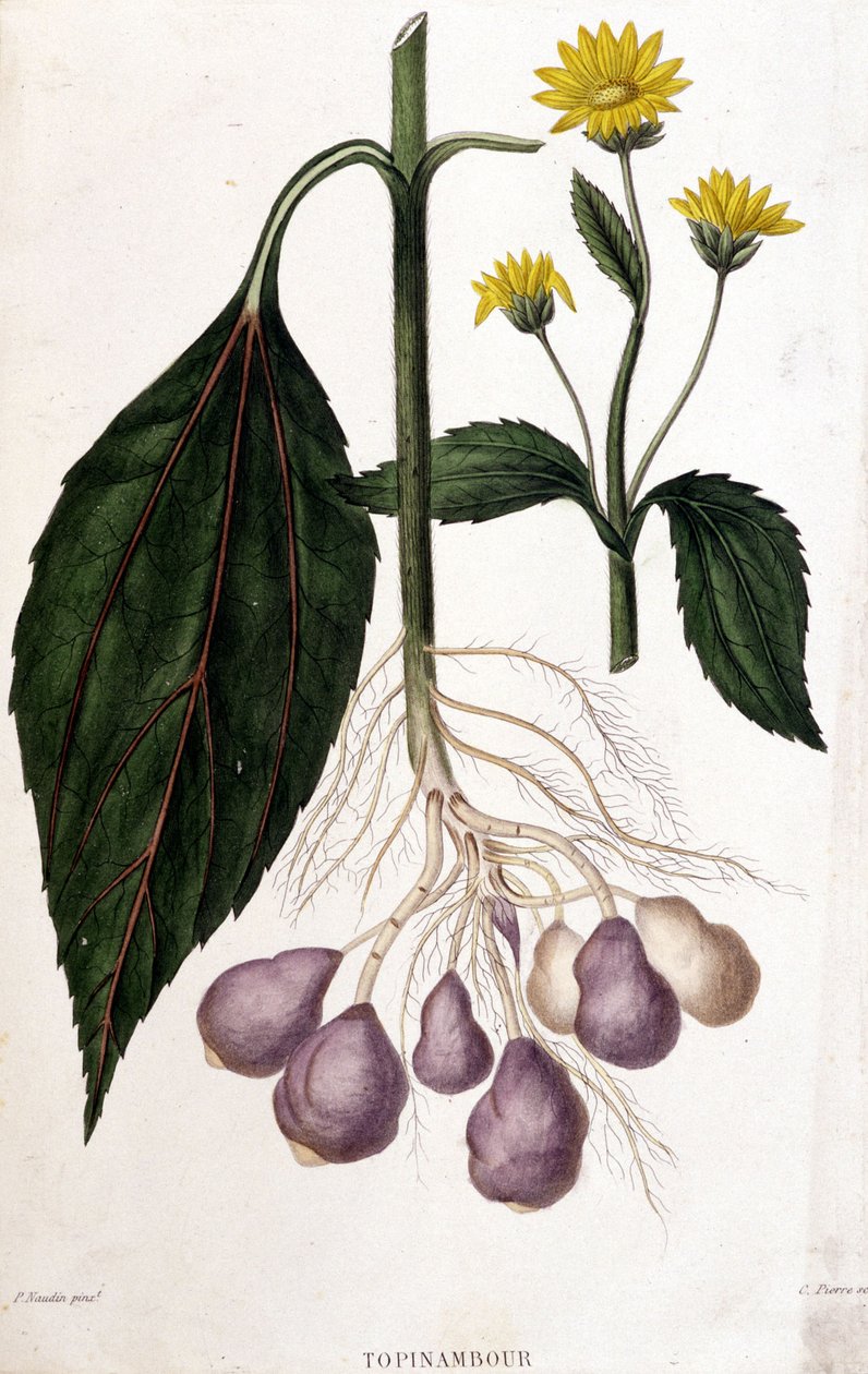 Jordskokk - botanisk bord av Unknown artist